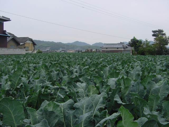 dsc00929