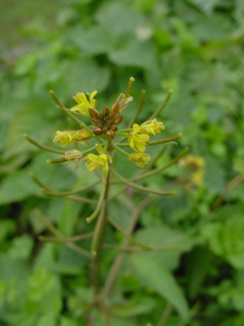 Dsc00930