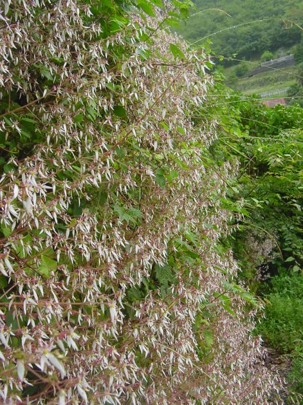 Dsc00931_2