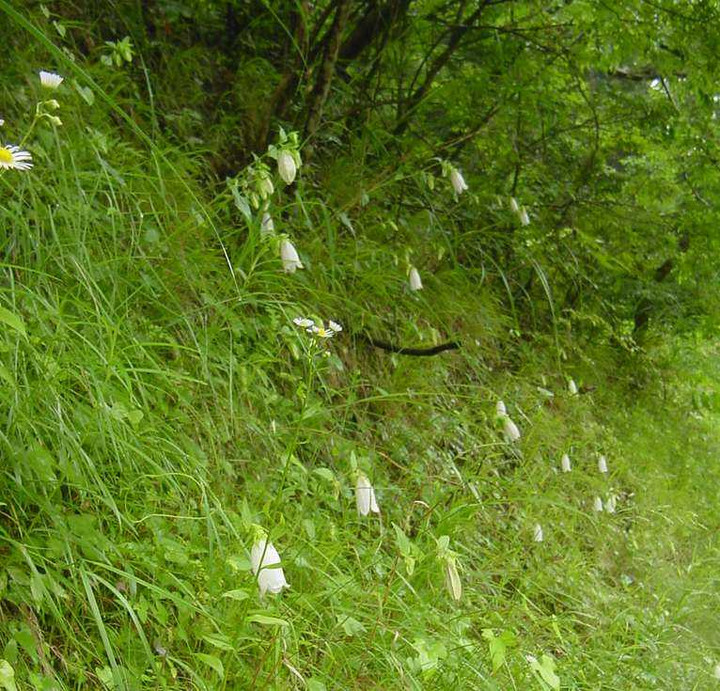 Dsc00932_1