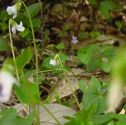 Dsc00943_1