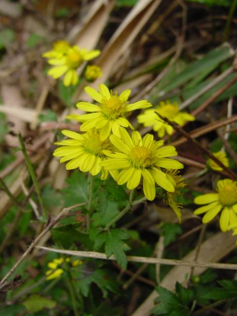 Dsc00947_2
