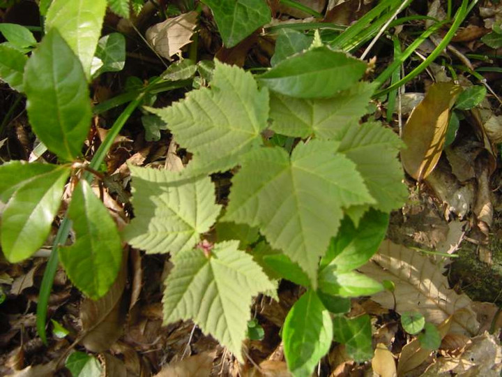 Dsc00947_3