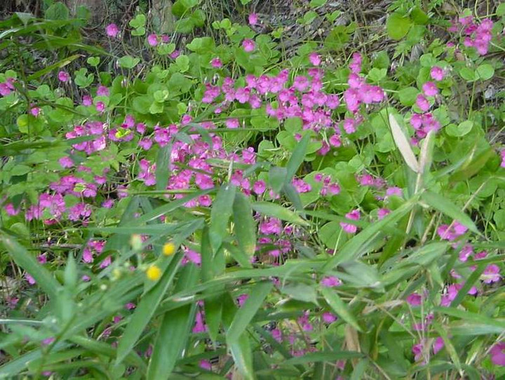 Dsc00950_2
