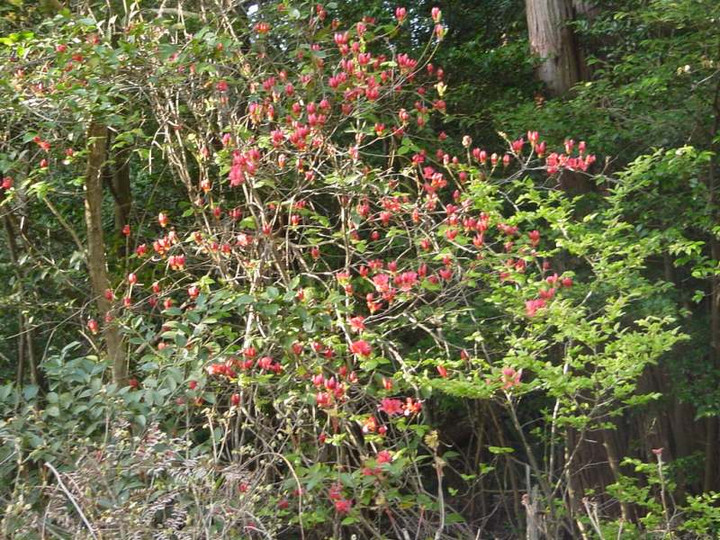 Dsc00953
