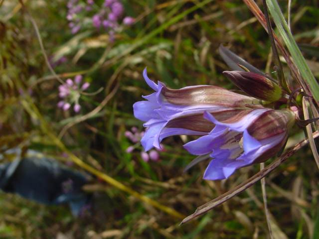 Dsc00957_1