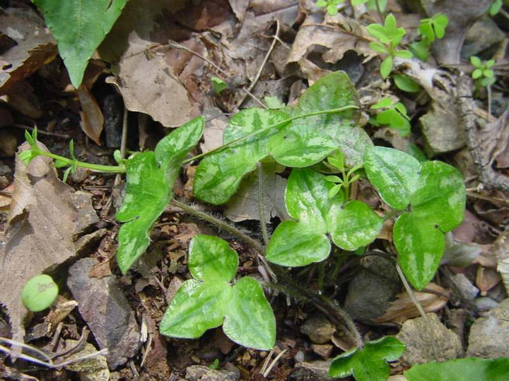 Dsc00960