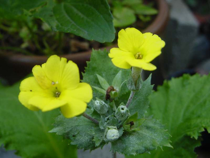 Dsc00960_1