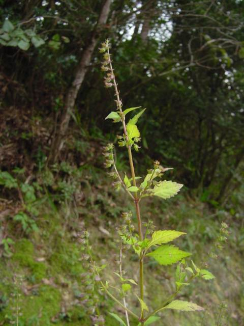 Dsc00969