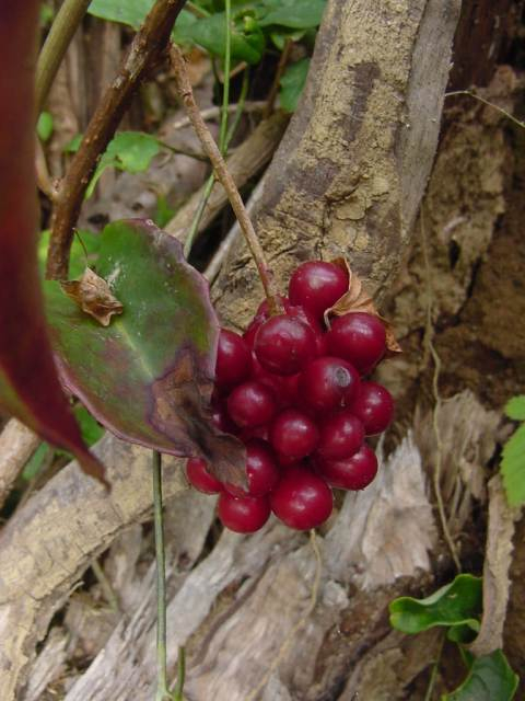 Dsc00969_2