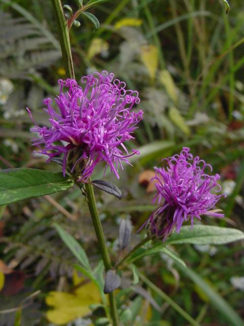 Dsc00972_2