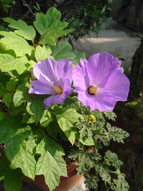 dsc00973