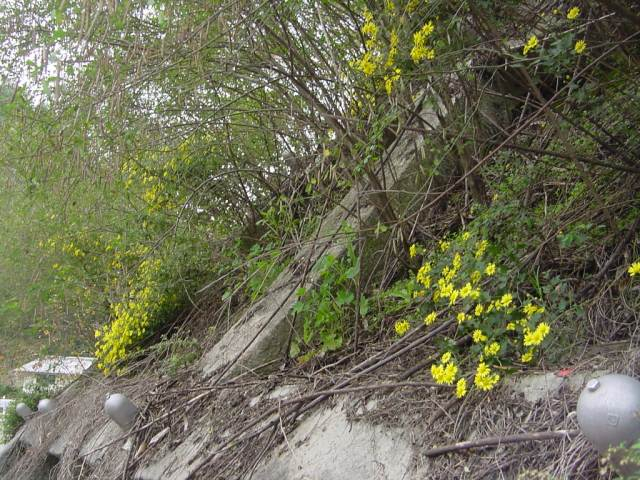 Dsc00976_1