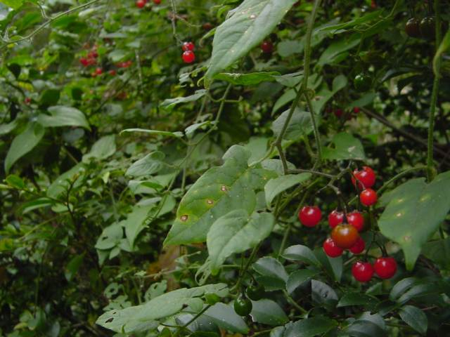 Dsc00977