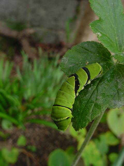 Dsc00977_1