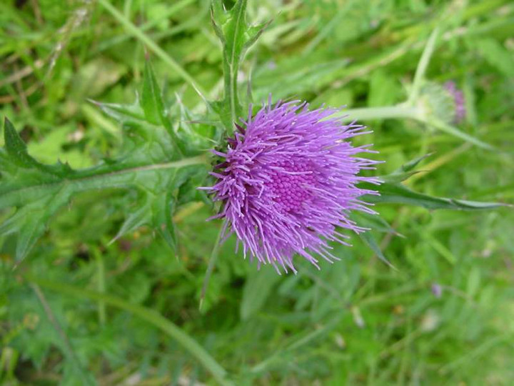 Dsc00977_3