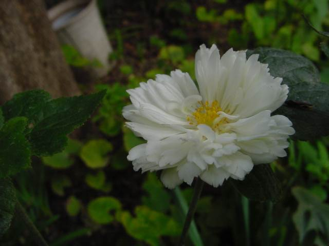 Dsc00978