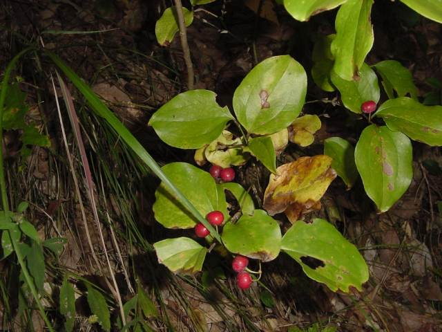 Dsc00979_1