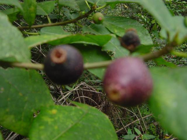 Dsc00982