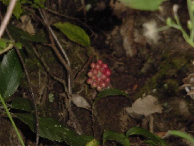 Dsc00984