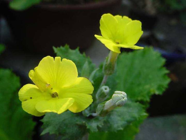 Dsc00994_4