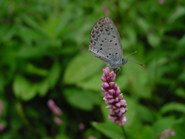 Dsc00998_1