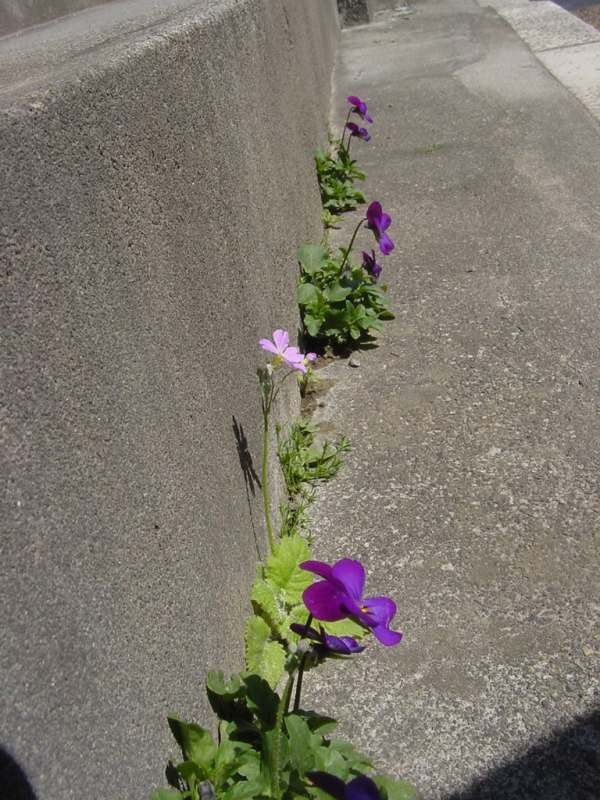 Dsc01000_1