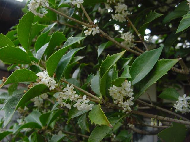 Dsc01004_1