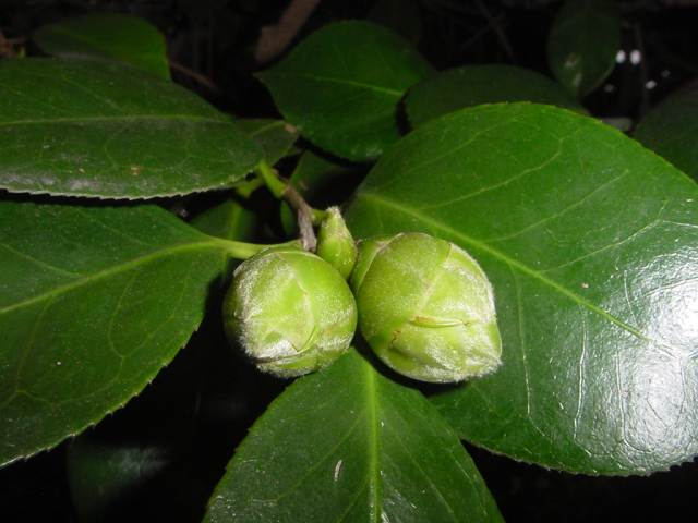 Dsc01015
