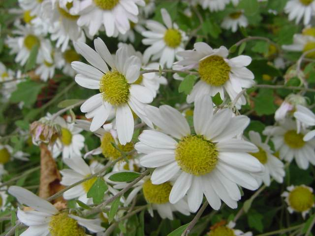 Dsc01015_1