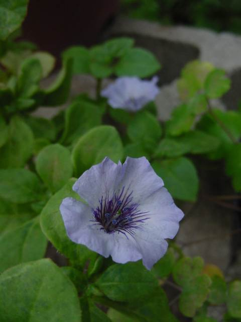 Dsc01018