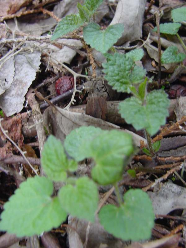 Dsc01018_2