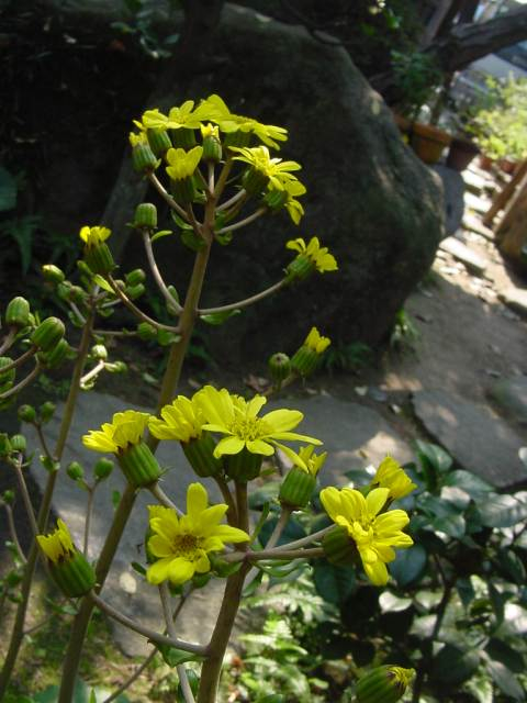 Dsc01027_2
