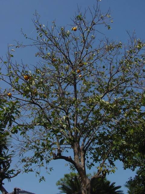Dsc01038