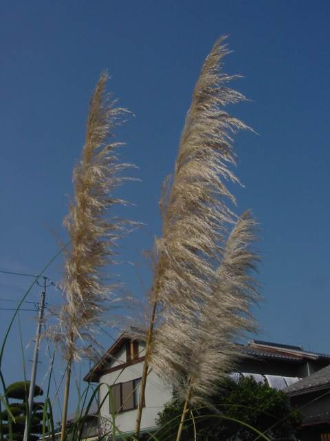 Dsc01041
