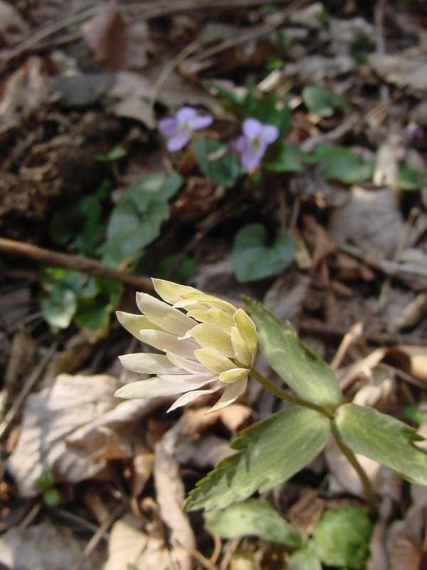 Dsc01045_1