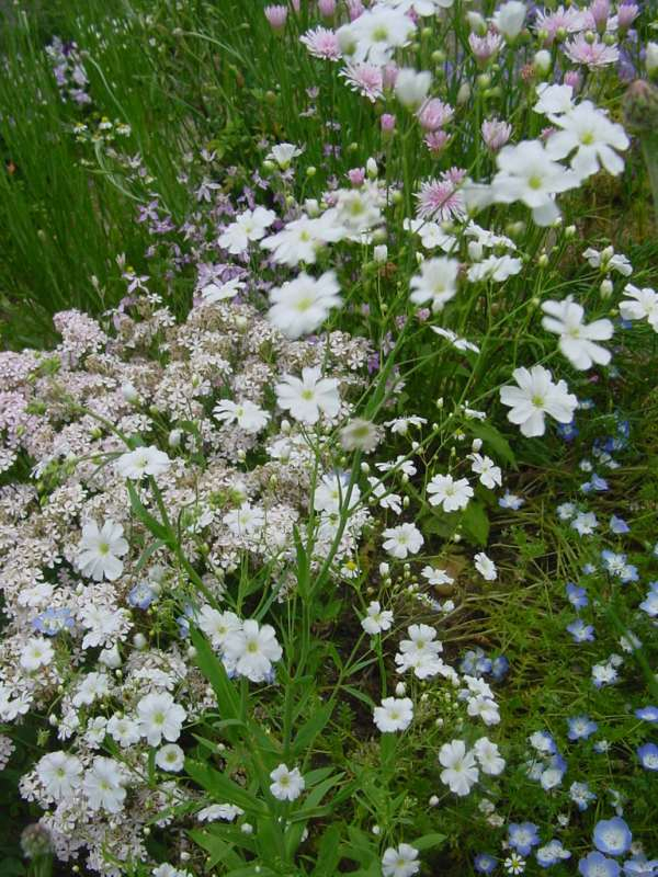 山好き、花好き : 畑にて、ブルーと白の花たち