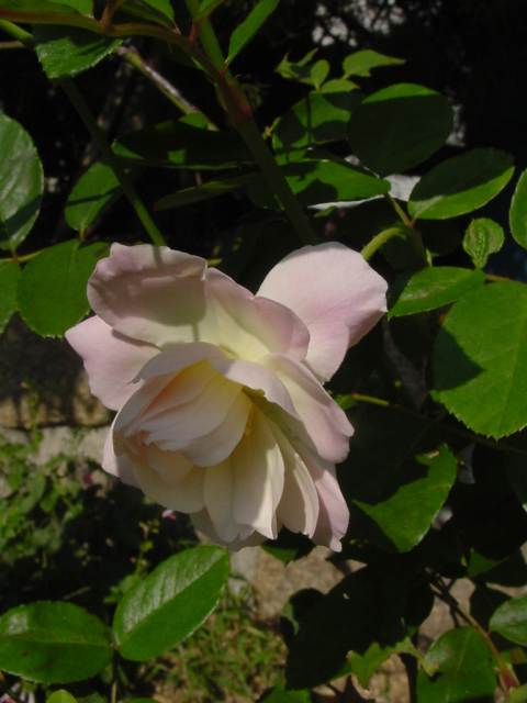 Dsc01061