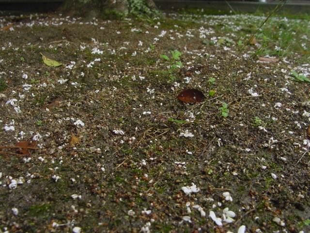 Dsc01094