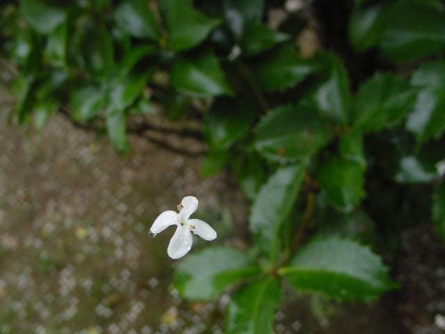 Dsc01097_1