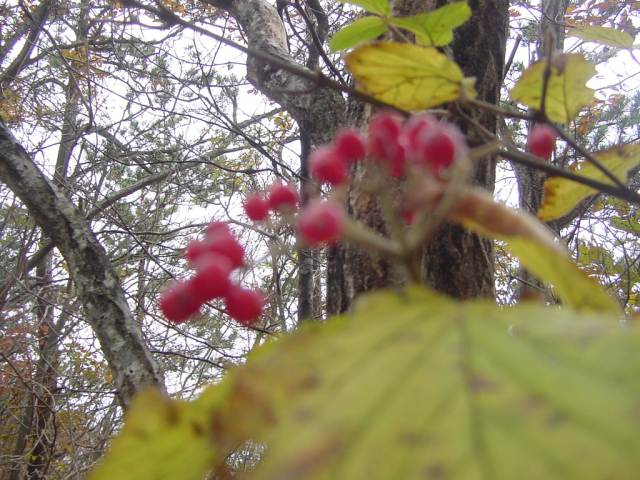 Dsc01100_1