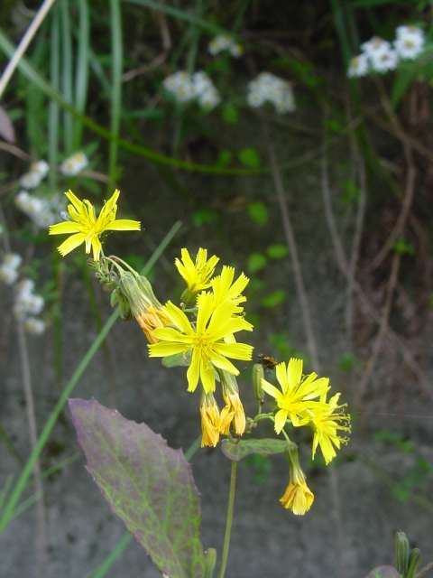 Dsc01102_1