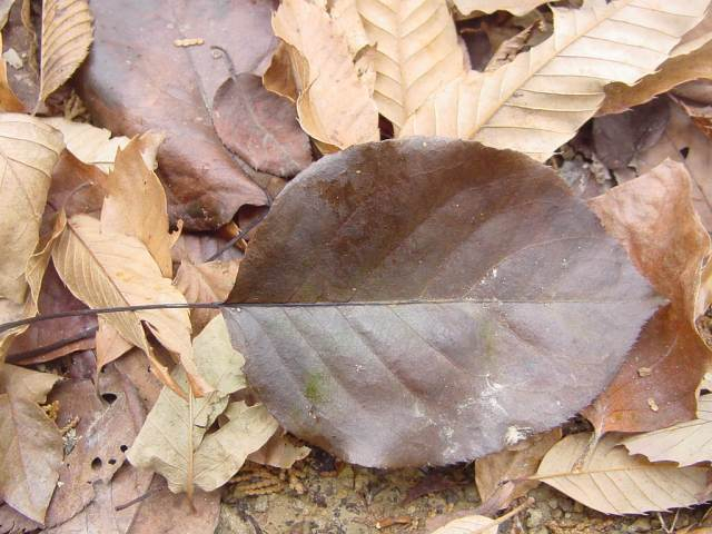 Dsc01108_2