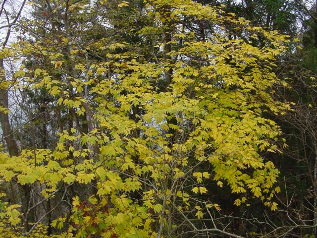 Dsc01118_1