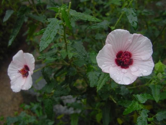 Dsc01126_1