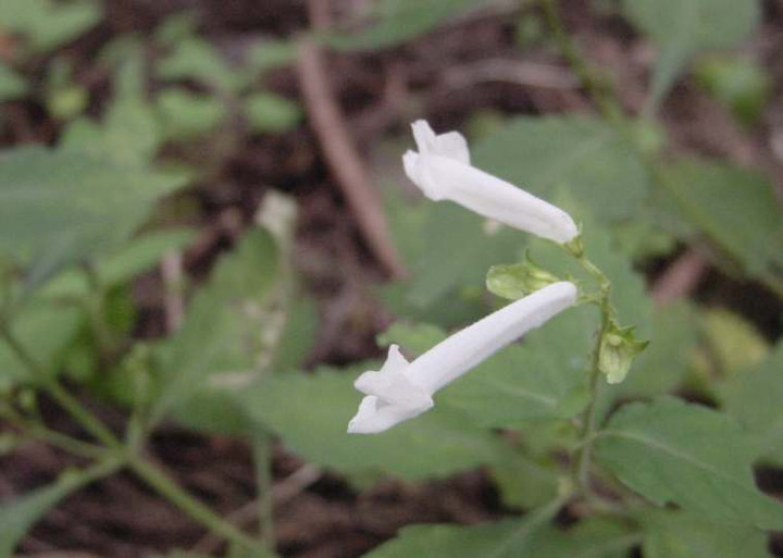 Dsc01132_1