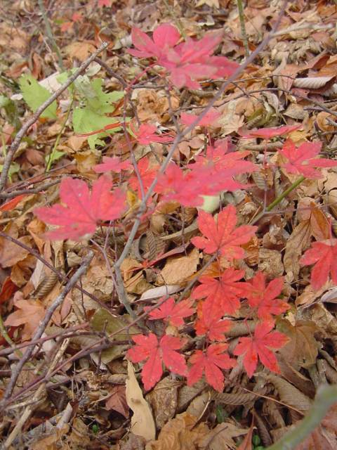 Dsc01139_1