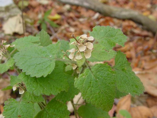 Dsc01140_1