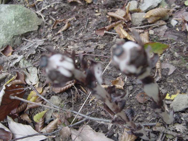 Dsc01147_1