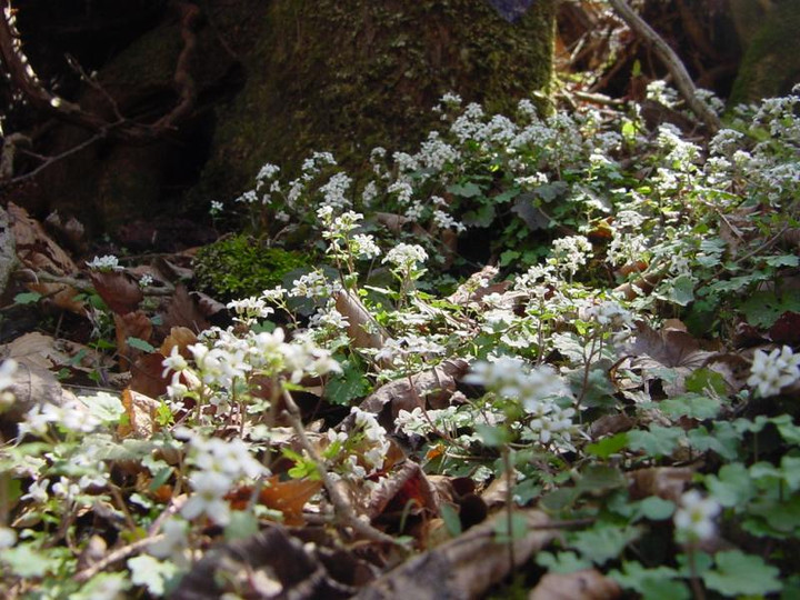 Dsc01154_3